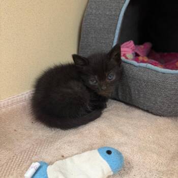 Domestic Short Hair Cats Available for Adoption in Binghamton, New York - April | PetCurious