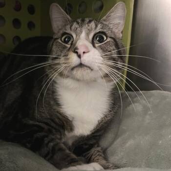 Johnny -  Domestic Short Hair Cat for Adoption in Brockton, Massachusetts - Johnny | PetCurious