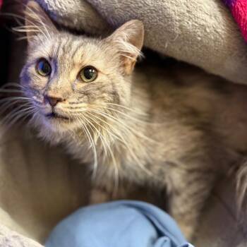 Domestic Long Hair Cats Available for Adoption in Flagstaff, Arizona - Thyme - Friendly & Sweet | PetCurious