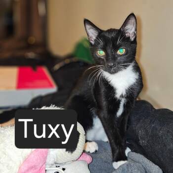 Tuxy -  Domestic Short Hair Cat for Adoption in Snow Hill, North Carolina - Tuxy | PetCurious