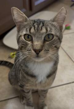 Theo Hamilton -  Domestic Short Hair Cat for Adoption in Chandler, Arizona - Theo Hamilton | PetCurious
