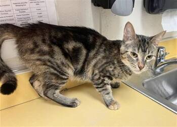 BIRDY POP -  Domestic Short Hair Cat for Adoption in Colorado Springs, Colorado - BIRDY POP | PetCurious