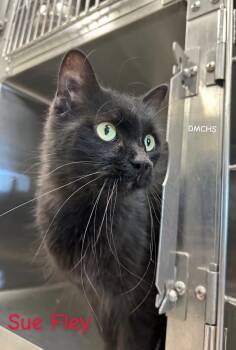 Sue Flay -  Domestic Long Hair Cat for Adoption in Burlington, Iowa - Sue Flay | PetCurious