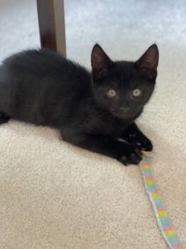 Domestic Short Hair Cats Available for Adoption in Bethel Park, Pennsylvania - Tuba | PetCurious