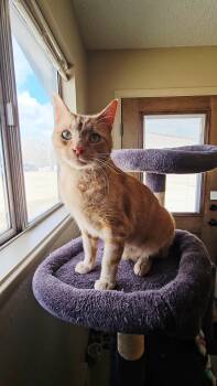 American Shorthair Cats Available for Adoption in Pinedale, Wyoming - ARROW | PetCurious