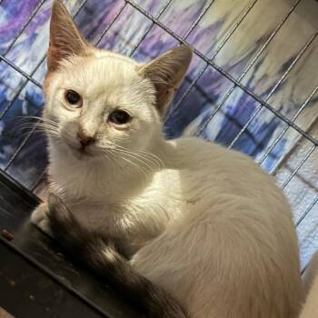 Lioness -  Domestic Short Hair and Siamese Cat for Adoption in Pleasanton, California - Lioness | PetCurious