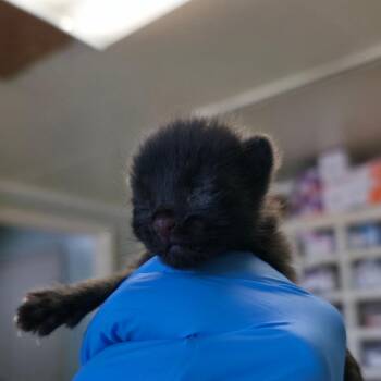 Luke -  Domestic Short Hair Cat Available for Adoption in Mt. Juliet, Tennessee - Luke | PetCurious