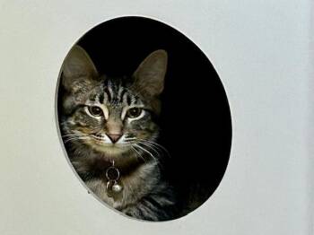 Domestic Short Hair Cats Available for Adoption in Denver, Colorado - Tootie | PetCurious