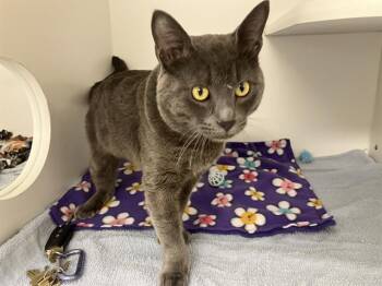 BOGGLE -  Domestic Short Hair Cat for Adoption in Kent, Washington - BOGGLE | PetCurious