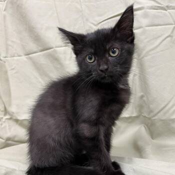 Cricket -  Domestic Short Hair Cat for Adoption in Lyndhurst, Virginia - Cricket | PetCurious