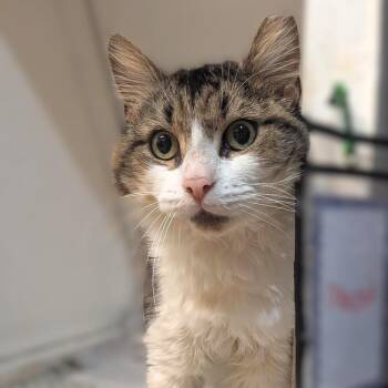 Macoun -  Tabby Cat for Adoption in Montclair, New Jersey - Macoun | PetCurious