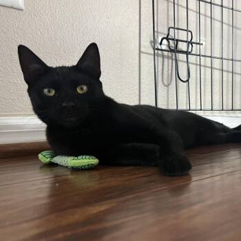 Americano -  American Shorthair Cat for Adoption in Garden Grove, California - Americano | PetCurious