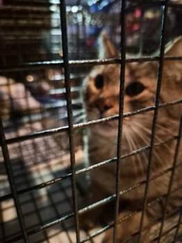 Linfloughy -  Domestic Long Hair and Domestic Short Hair Cat for Adoption in Simcoe, Ontario - Linfloughy | PetCurious