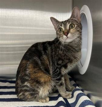 PURSE -  Domestic Short Hair Cat for Adoption in Geneva, Illinois - PURSE | PetCurious
