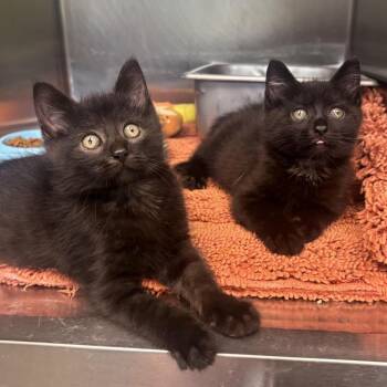 Mork -  Domestic Short Hair Cat for Adoption in Waynesburg, Pennsylvania - Mork | PetCurious