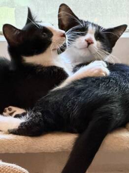 Lonstocking and Bandito -  Domestic Short Hair Cat for Adoption in Fairfax, Virginia - Lonstocking And Bandito | PetCurious