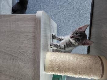 Domestic Short Hair Cats Available for Adoption in Rio Linda, California - Sweetness | PetCurious