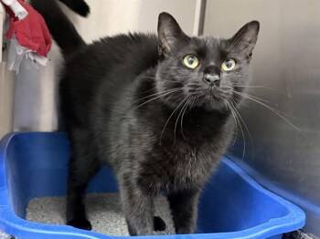 LIL BIT -  Domestic Short Hair Cat for Adoption in Ames, Iowa - LIL BIT | PetCurious