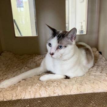 Hermes -  Domestic Short Hair Cat Available for Adoption in Houston, Texas - Hermes | PetCurious
