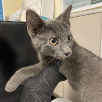 Dusk -  Domestic Short Hair Cat for Adoption in Chicago, Illinois - Dusk | PetCurious