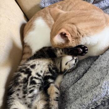 Pierre -  Domestic Short Hair Cat for Adoption in Hopkinton, Massachusetts - Pierre | PetCurious