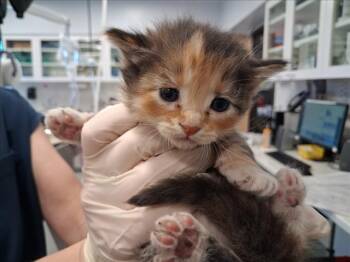 PENELOPE -  Domestic Medium Hair Cat for Adoption in Santa Fe, New Mexico - PENELOPE | PetCurious