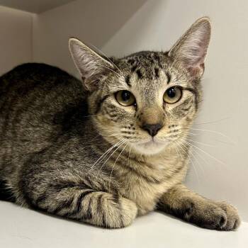 Quarter Pounder -  Domestic Short Hair Cat for Adoption in Saint Joseph, Missouri - Quarter Pounder | PetCurious