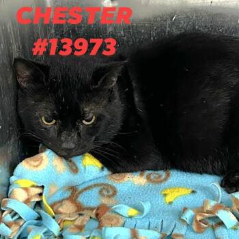 Rescue Domestic Short Hair Cats for Adoption in Chanute, Kansas - Chester | PetCurious