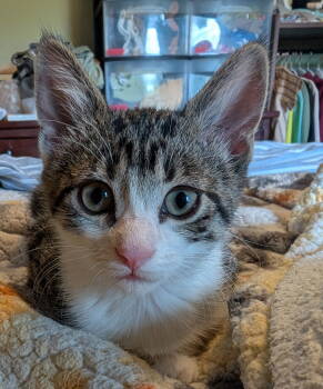 Rescue Domestic Short Hair Cats for Adoption - Judy | PetCurious