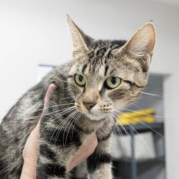 Rescue Domestic Short Hair Cats for Adoption in Slidell, Louisiana - Elvira | PetCurious