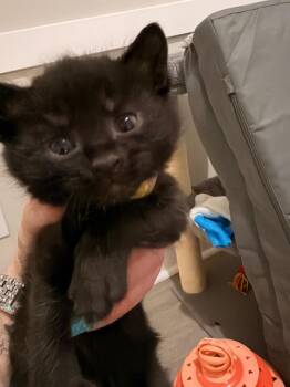 Tax Fraud -  Domestic Short Hair Cat for Adoption in Newnan, Georgia - Tax Fraud | PetCurious