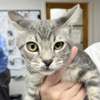 Simon -  Domestic Short Hair Cat for Adoption in Pleasant Hill, California - Simon | PetCurious