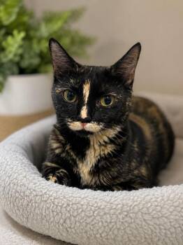 Mama Seta -  Domestic Short Hair Cat for Adoption in Chattanooga, Tennessee - Mama Seta | PetCurious