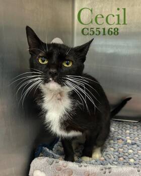 Cecile -  Domestic Short Hair Cat for Adoption in Clarksville, Tennessee - Cecile | PetCurious