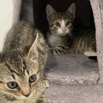 Blue Jay (yellow) -  Domestic Short Hair Cat for Adoption in Baltimore, Maryland - Blue Jay (yellow) | PetCurious