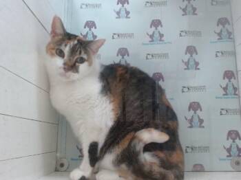 KANDY -  Domestic Short Hair Cat for Adoption in Orlando, Florida - KANDY | PetCurious
