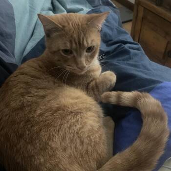 Domestic Short Hair Cats Available for Adoption - Delawine | PetCurious