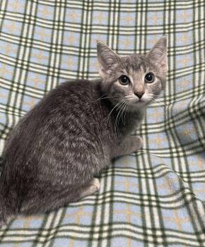 Elvira -  Domestic Short Hair Cat for Adoption in Jackson, Michigan - Elvira | PetCurious