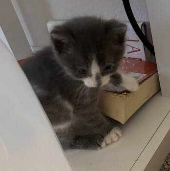 Clay 3.25.26 -  Domestic Short Hair Cat for Adoption in Apopka, Florida - Clay 3.25.26 | PetCurious