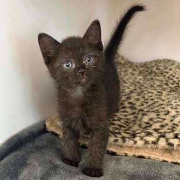 Domestic Short Hair Cats Available for Adoption in Phoenix, Arizona - Mandrill | PetCurious