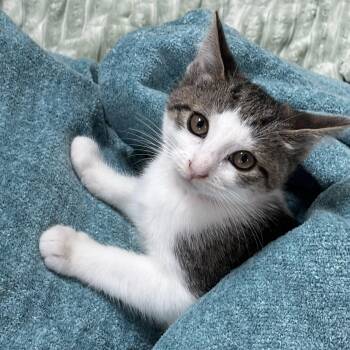 Leslie -  Domestic Short Hair Cat for Adoption in Lemoyne, Pennsylvania - Leslie | PetCurious