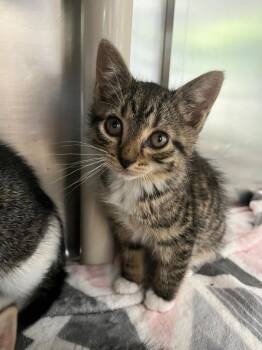 Domestic Short Hair Cats Available for Adoption in Pomona, New York - Jo March | PetCurious
