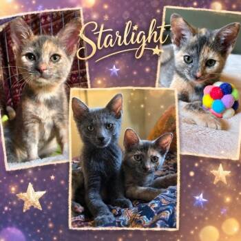 Starlight -  Domestic Short Hair Cat for Adoption in Orangevale, California - Starlight | PetCurious
