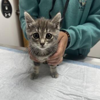Gwen -  Domestic Short Hair Cat for Adoption in Ashland, Oregon - Gwen | PetCurious
