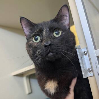 Tootie (Chow Hound Standale) -  Domestic Short Hair Cat for Adoption in West Olive, Michigan - Tootie (Chow Hound Standale) | PetCurious