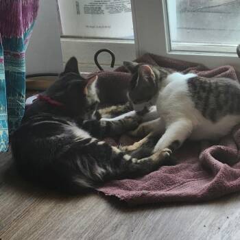 Bruce -  Domestic Short Hair Cat for Adoption in Spokane, Washington - Bruce | PetCurious