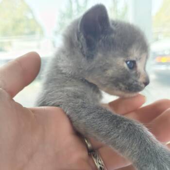 Misty- Kiki -  Domestic Short Hair Cat for Adoption in Moses Lake, Washington - Misty- Kiki | PetCurious