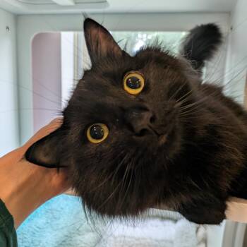 Courage -  Domestic Long Hair Cat for Adoption in South Burlington, Vermont - Courage | PetCurious