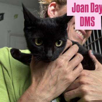 Domestic Short Hair Cats Available for Adoption in Tampa, Florida - Joan Day | PetCurious