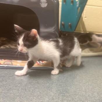 Frankie -  Domestic Short Hair Cat for Adoption - Frankie | PetCurious